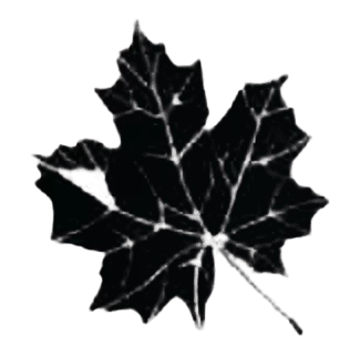 maple leaf